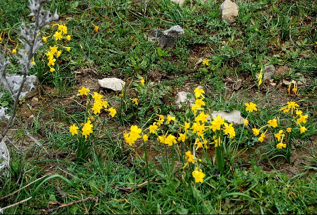 Narcissus cordubensis